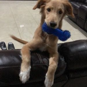 Meet your Posher, Ale